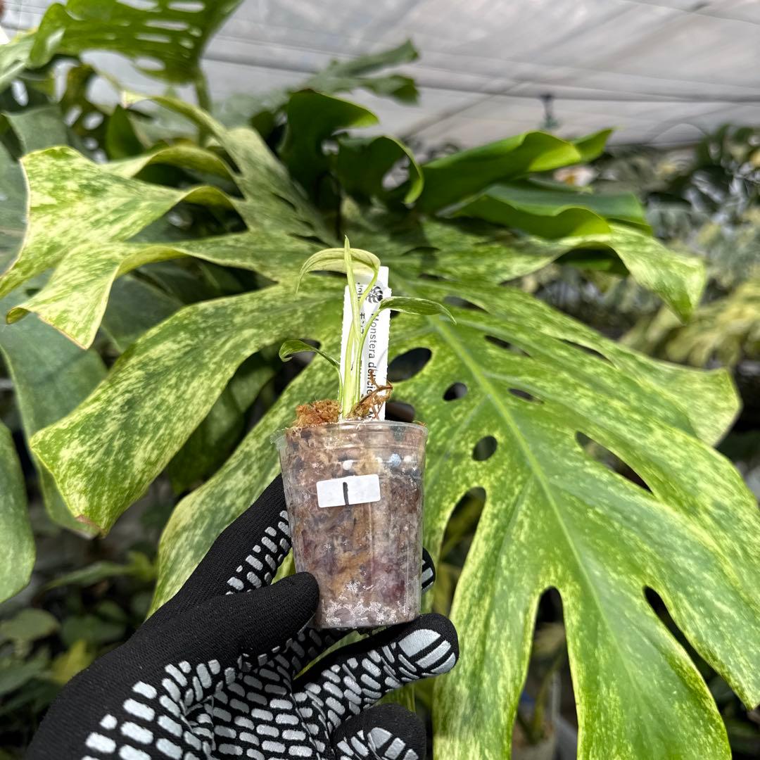 1モンステラ　デリシオーサ　ミント斑入り　2寸ポリポット　ネコポス発送