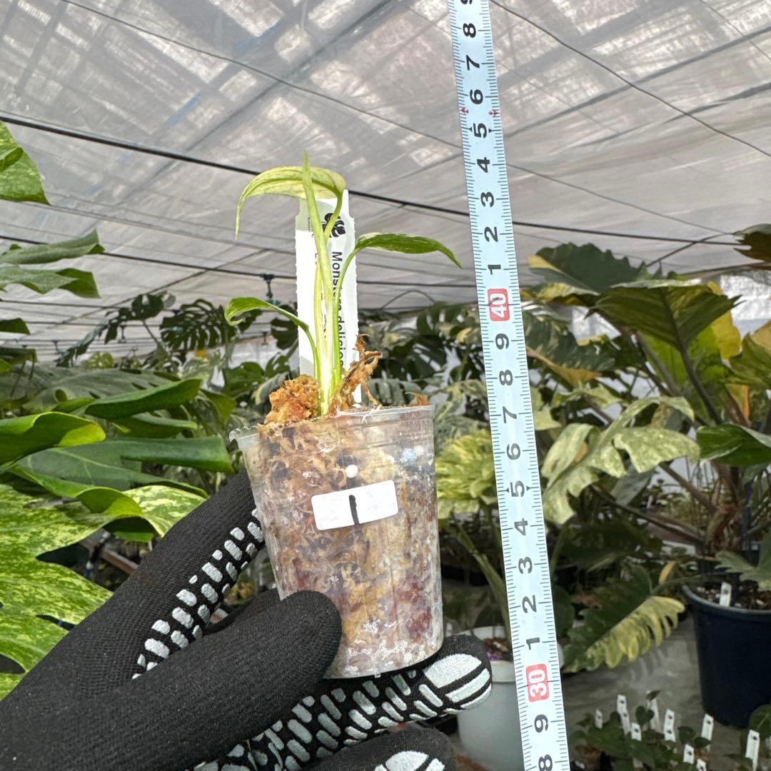 1モンステラ　デリシオーサ　ミント斑入り　2寸ポリポット　ネコポス発送