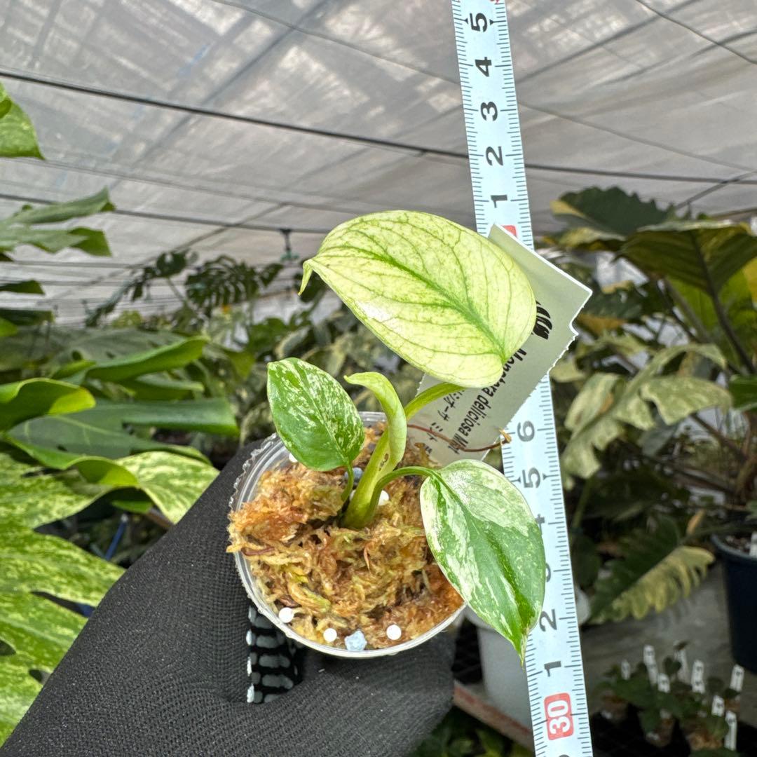 1モンステラ　デリシオーサ　ミント斑入り　2寸ポリポット　ネコポス発送