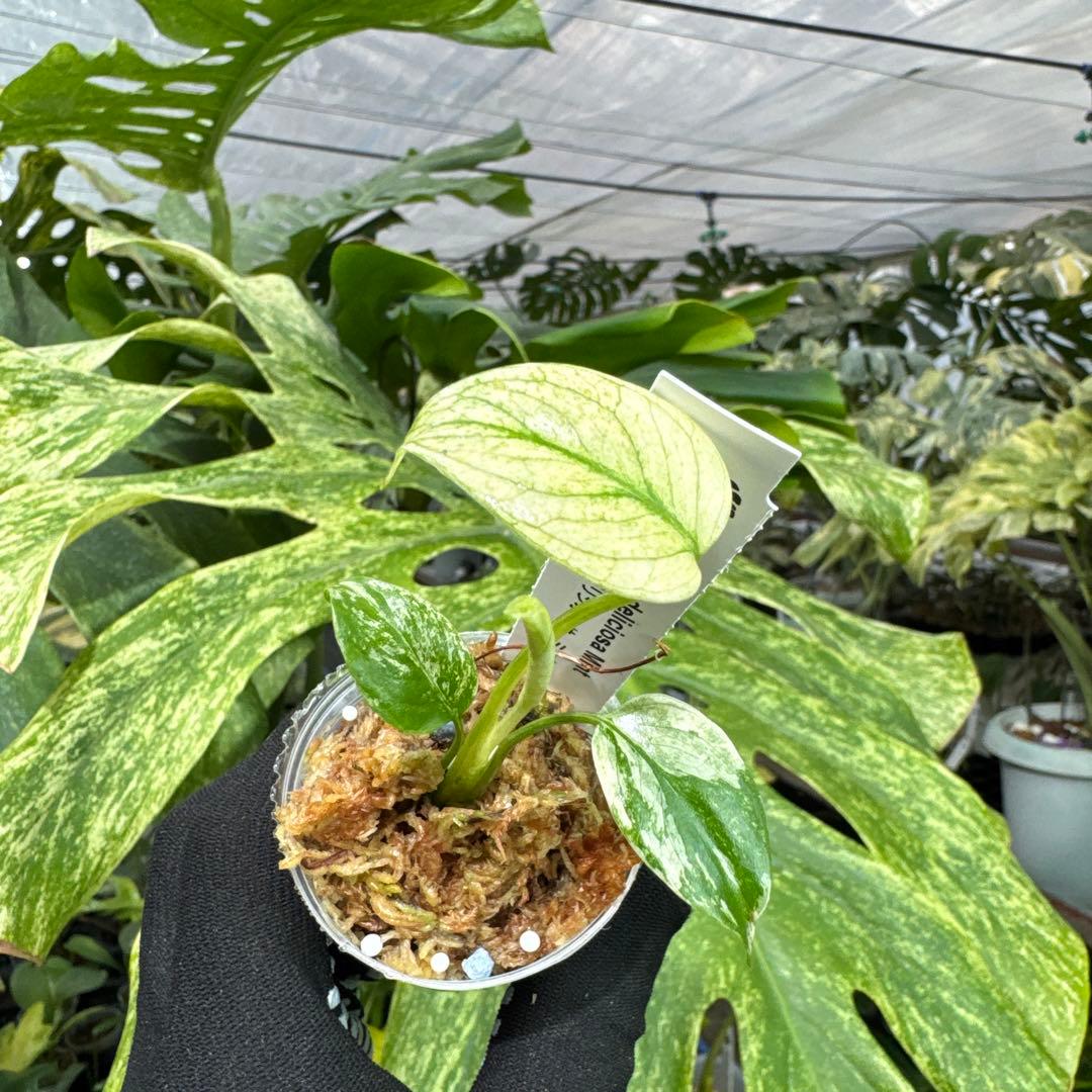 1モンステラ　デリシオーサ　ミント斑入り　2寸ポリポット　ネコポス発送