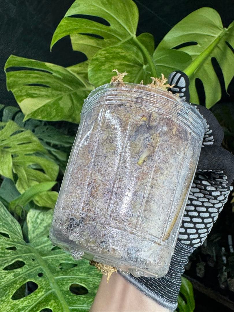 D1 モンステラ　ボルギシアナ　オーレア　黄斑　健康成長点カット苗