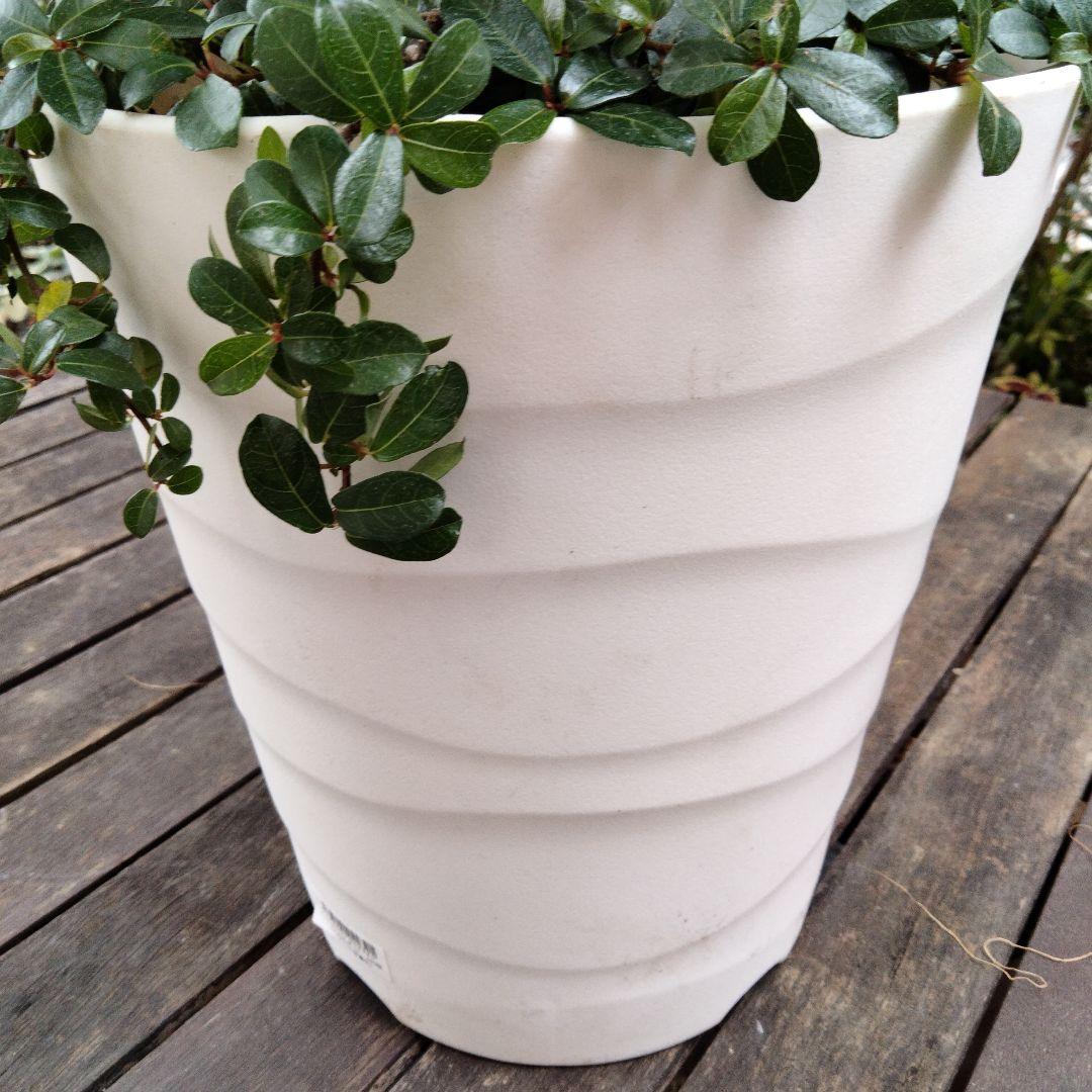 寄せ植え　観葉　ベンジャミンスターライトねじり　つる性ガジュマルシャングリラ