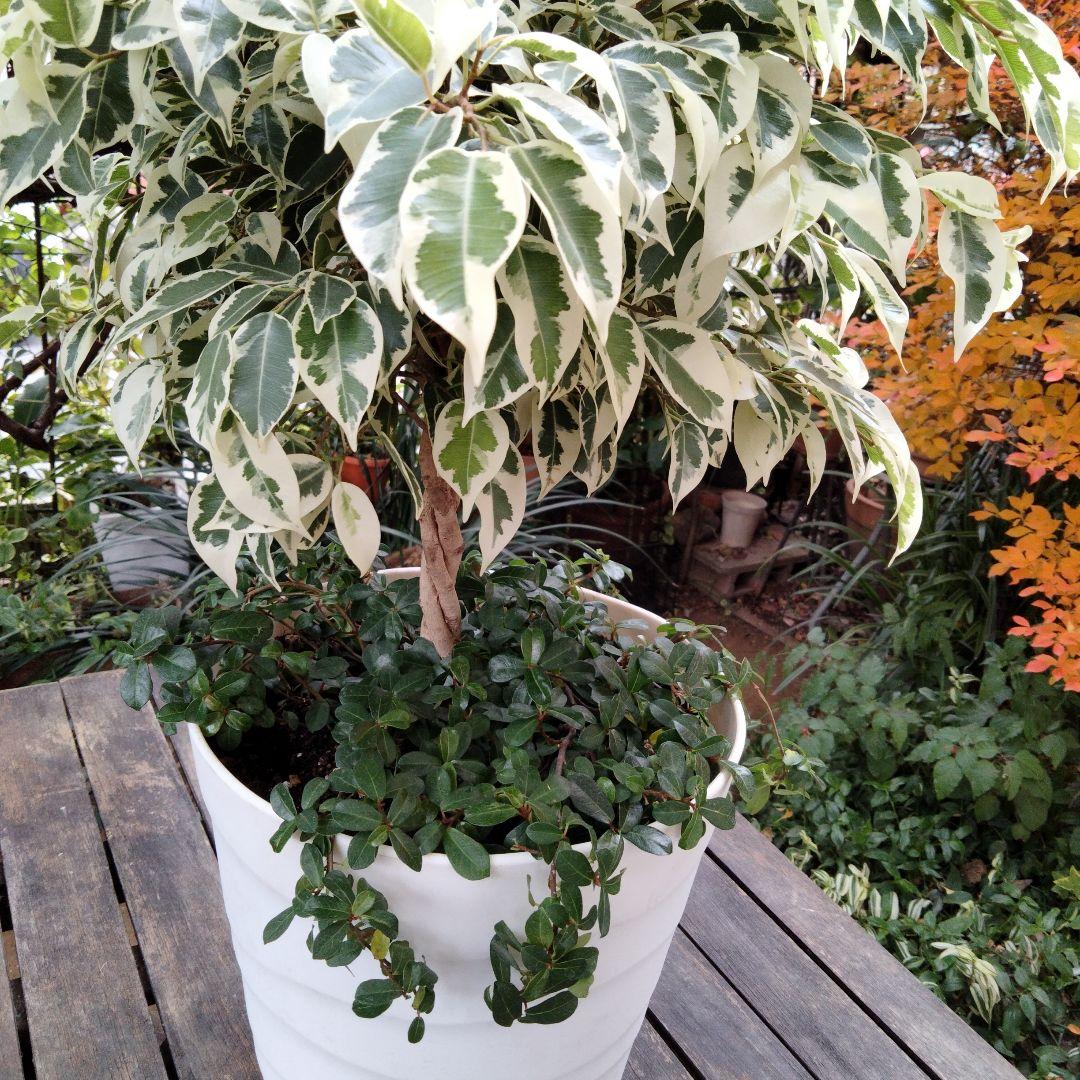 寄せ植え　観葉　ベンジャミンスターライトねじり　つる性ガジュマルシャングリラ