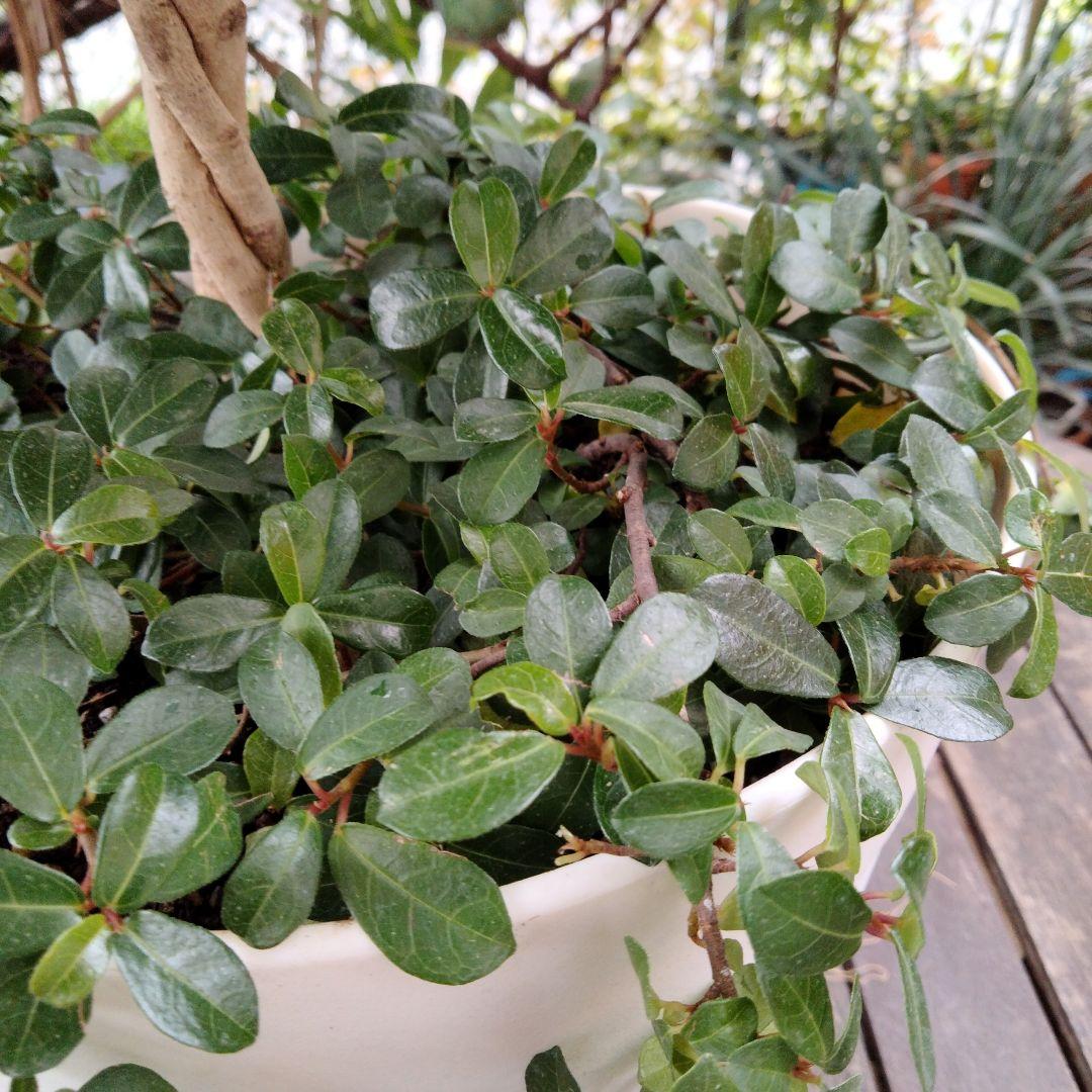 寄せ植え　観葉　ベンジャミンスターライトねじり　つる性ガジュマルシャングリラ