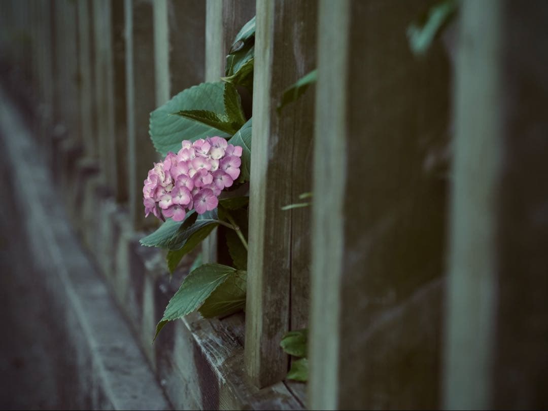 レンズ(単焦点) CONTAX Makro-Planar 100mm f2.8 AEJ