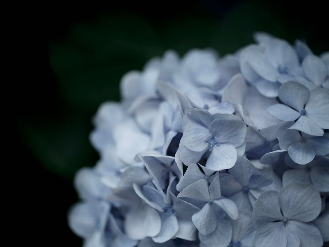 レンズ(単焦点) CONTAX Makro-Planar 100mm f2.8 AEJ