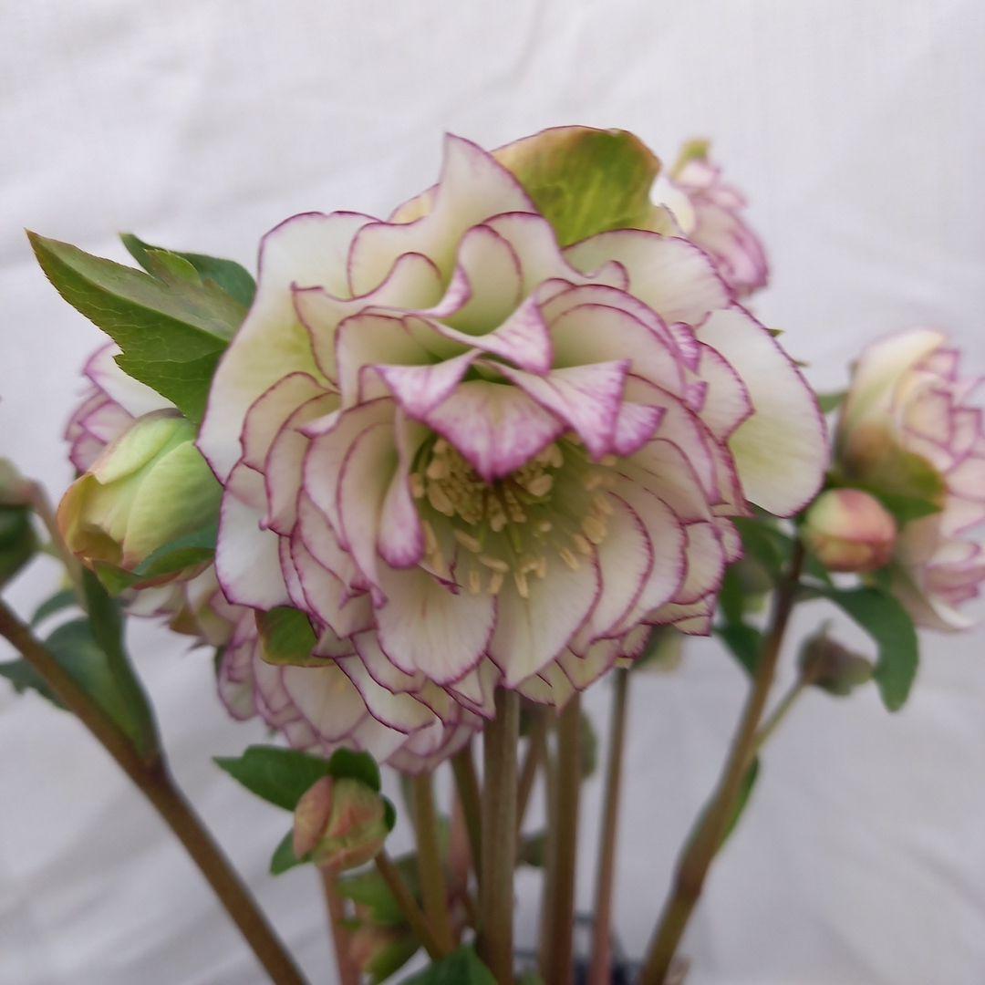 金曜日まで！優しいピコティフリンジ♪クリスマスローズ、大苗、開花株