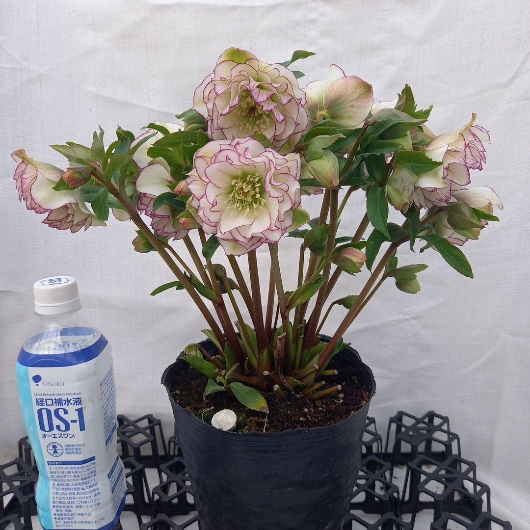 金曜日まで！優しいピコティフリンジ♪クリスマスローズ、大苗、開花株