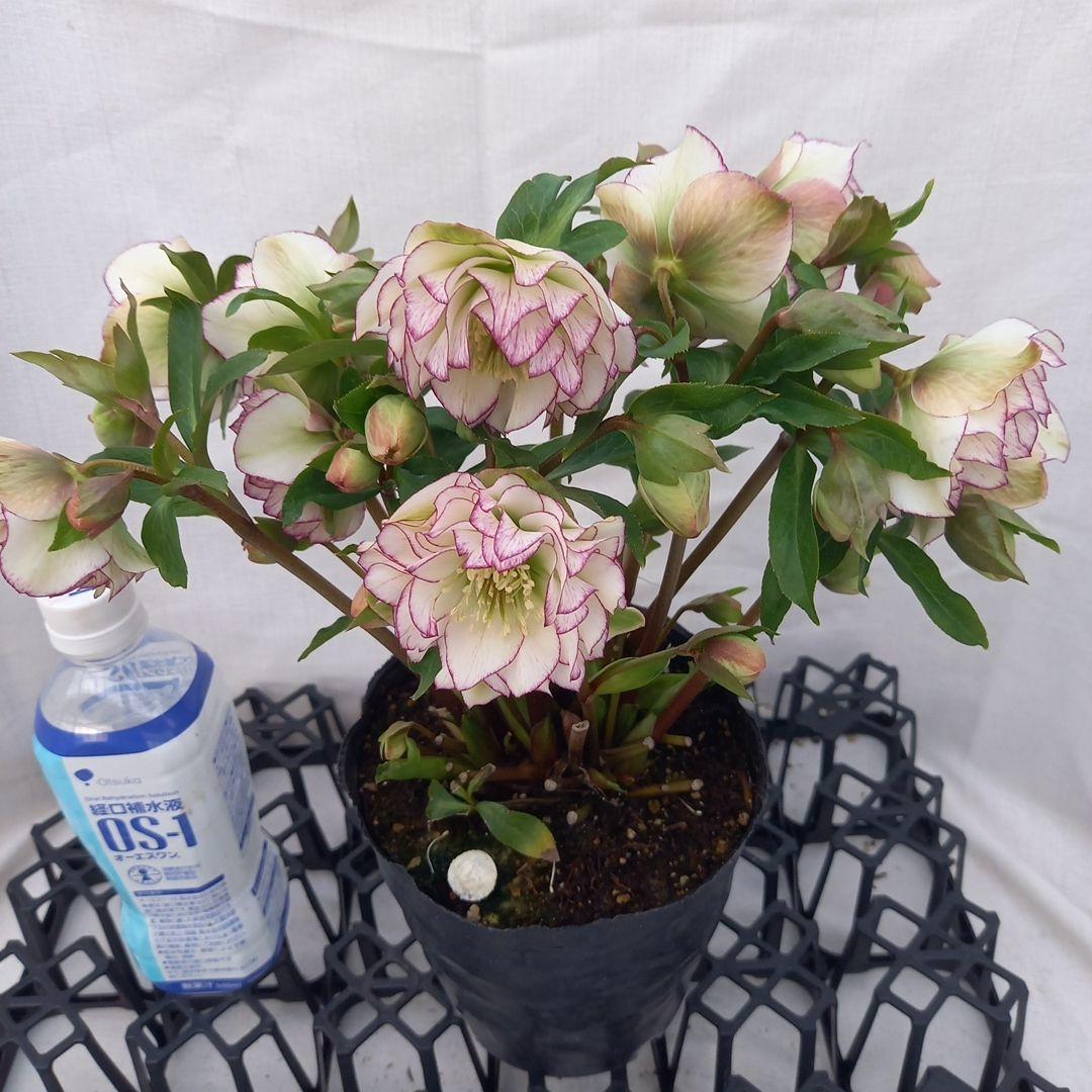 金曜日まで！優しいピコティフリンジ♪クリスマスローズ、大苗、開花株