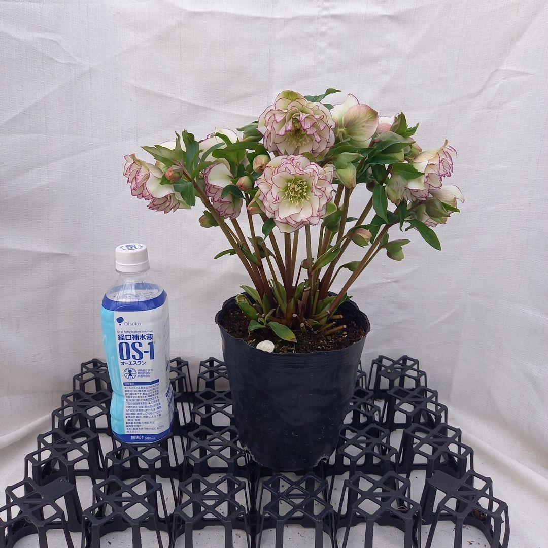 金曜日まで！優しいピコティフリンジ♪クリスマスローズ、大苗、開花株