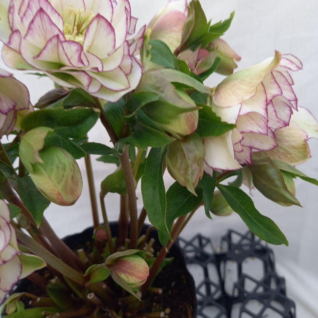 金曜日まで！優しいピコティフリンジ♪クリスマスローズ、大苗、開花株