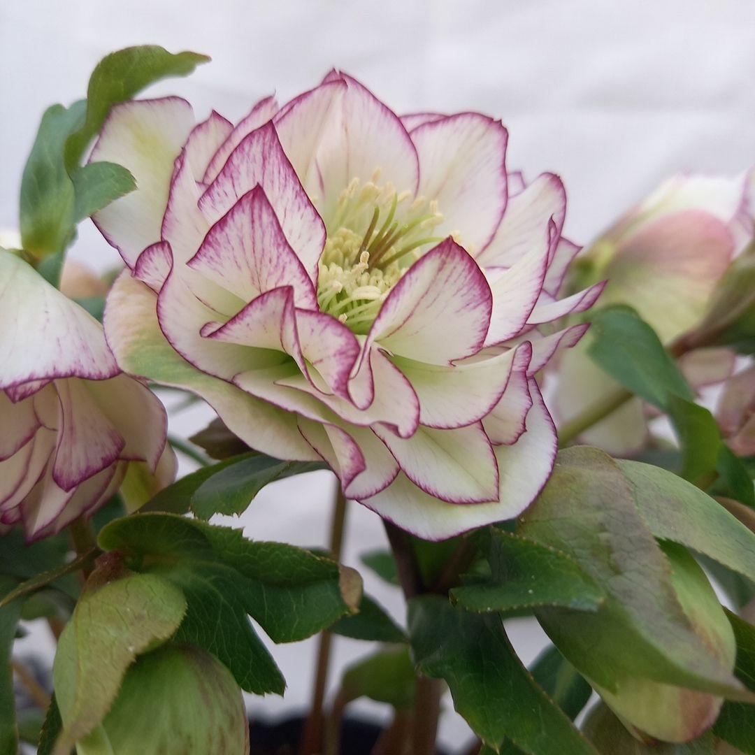 金曜日まで！優しいピコティフリンジ♪クリスマスローズ、大苗、開花株