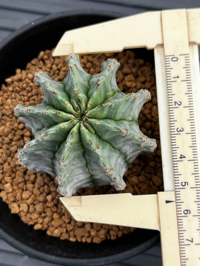 ホリダ錦のカキコ