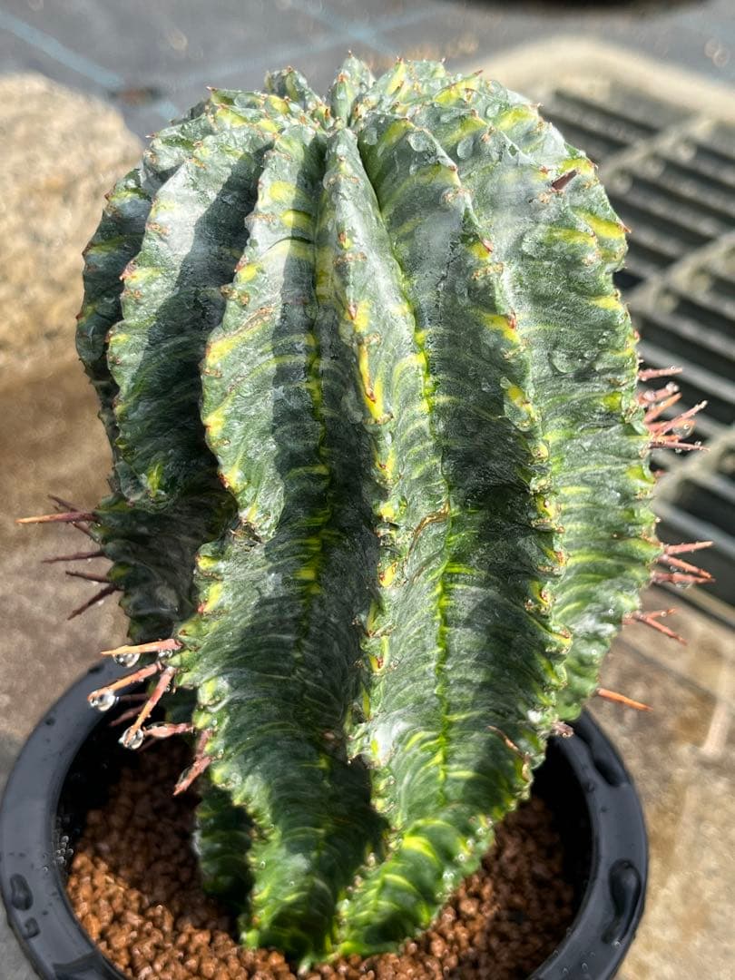 ホリダ錦のカキコ