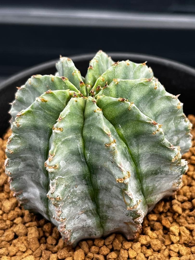 ホリダ錦のカキコ