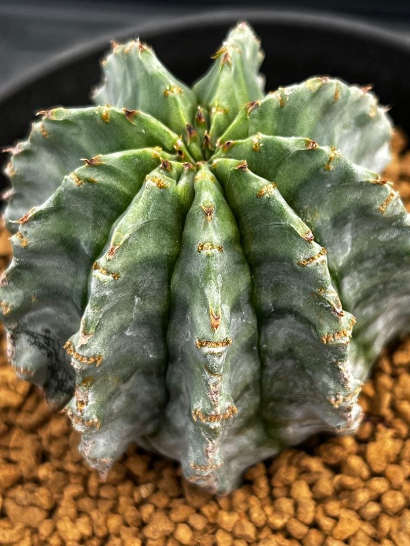 ホリダ錦のカキコ