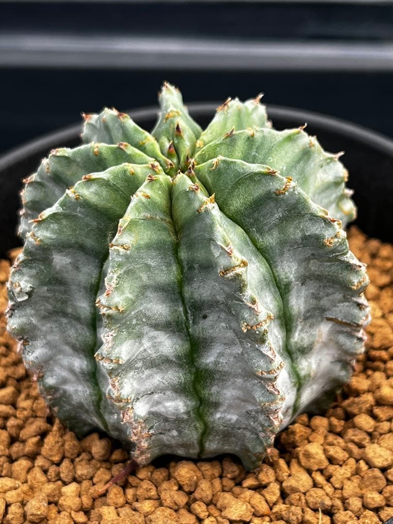 ホリダ錦のカキコ