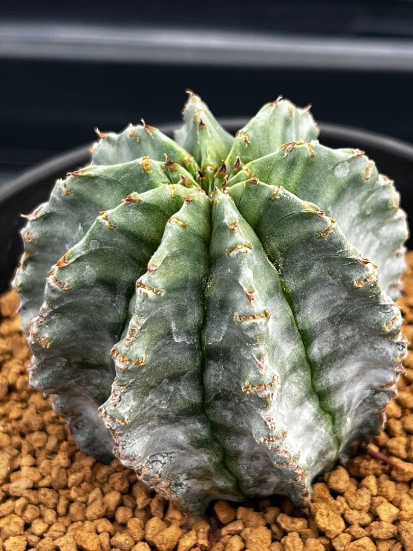 ホリダ錦のカキコ
