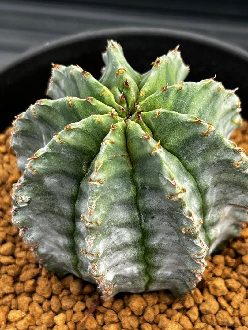 ホリダ錦のカキコ