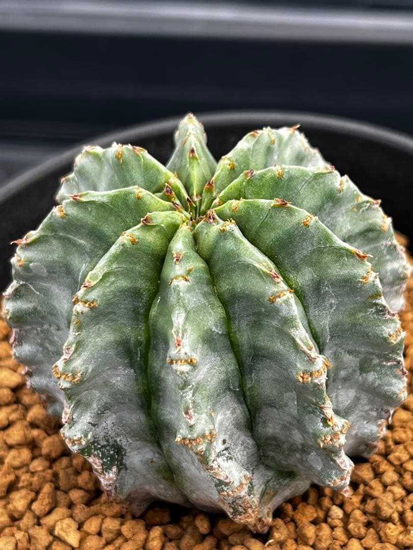 ホリダ錦のカキコ