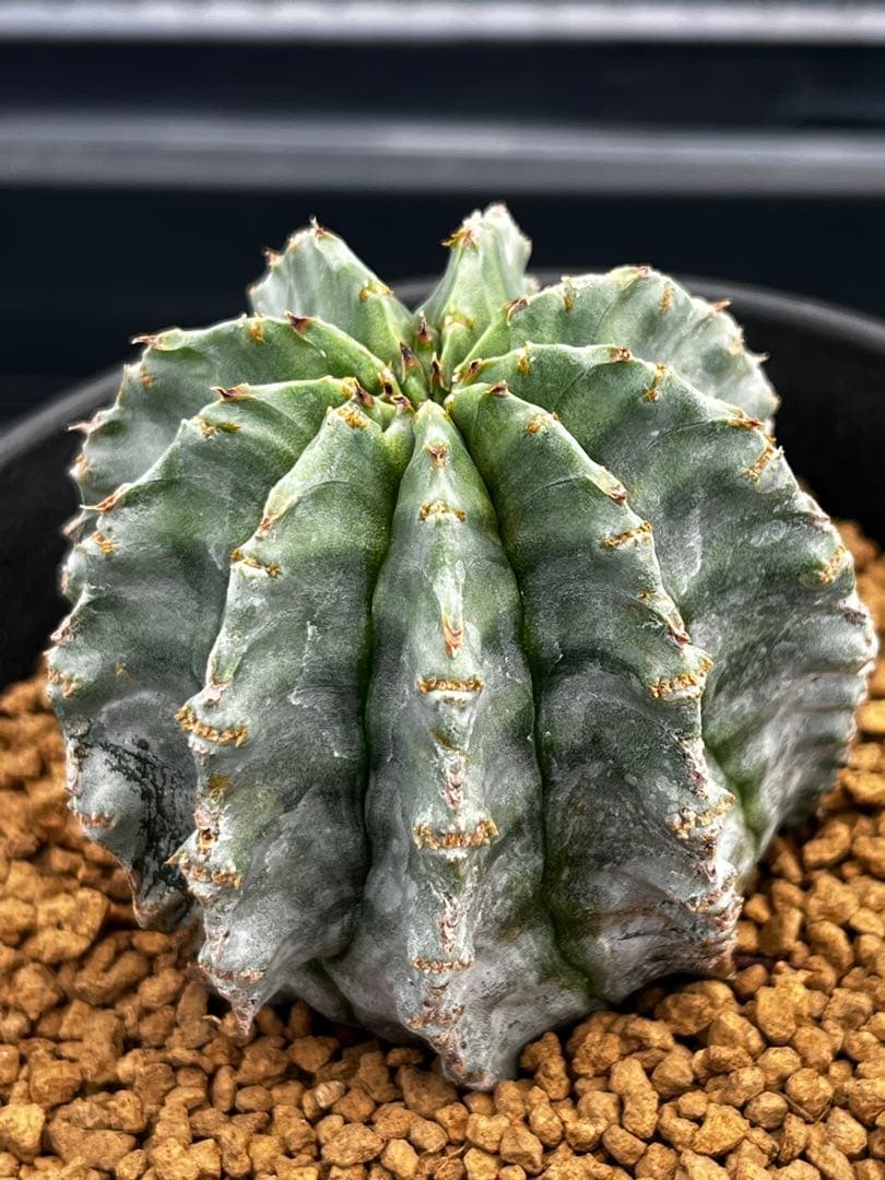 ホリダ錦のカキコ