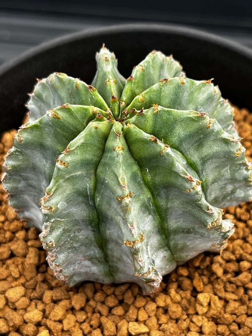 ホリダ錦のカキコ