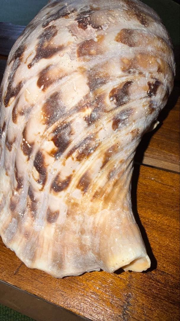 30cm 沖縄でとれた 法螺貝 置物 コレクション