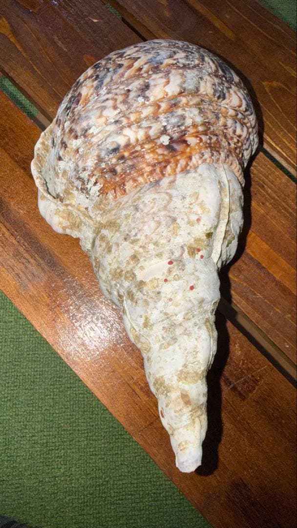 30cm 沖縄でとれた 法螺貝 置物 コレクション