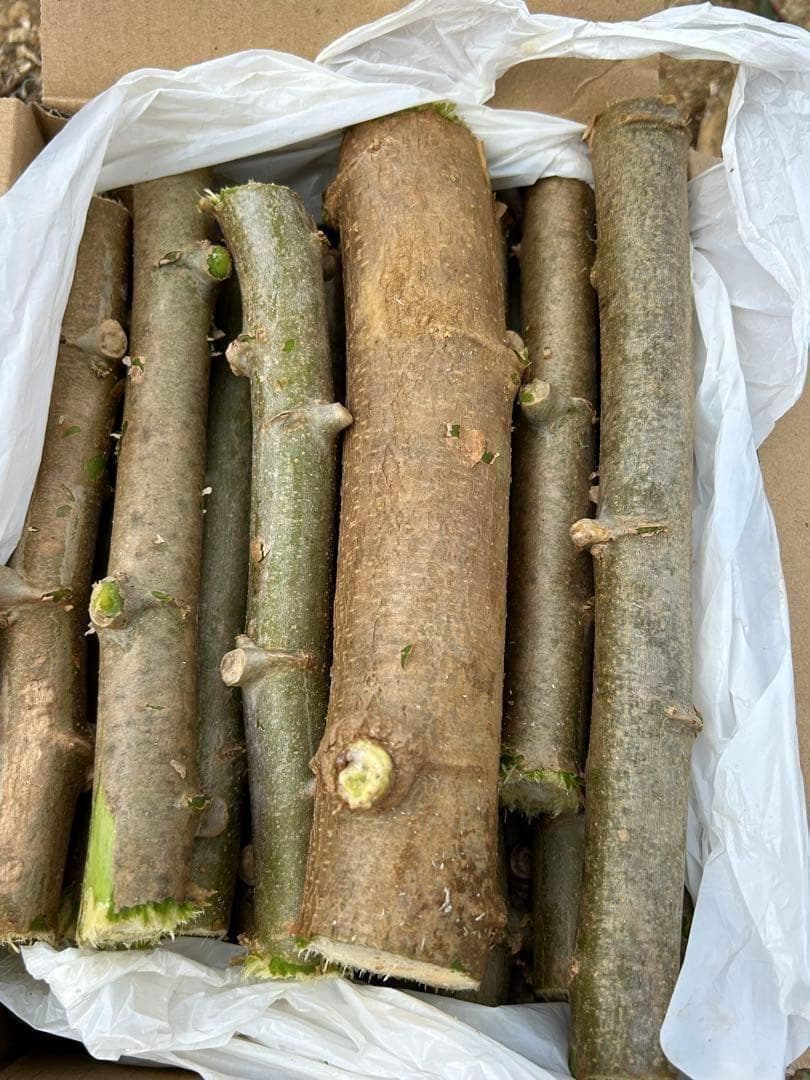 ガルス★官能的な甘味◆キャッサバ・ゴールドSS◆挿し木枝=60サイズ箱半分