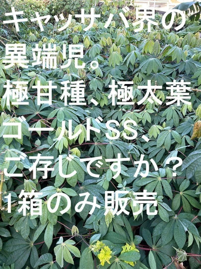 ガルス★官能的な甘味◆キャッサバ・ゴールドSS◆挿し木枝=60サイズ箱半分