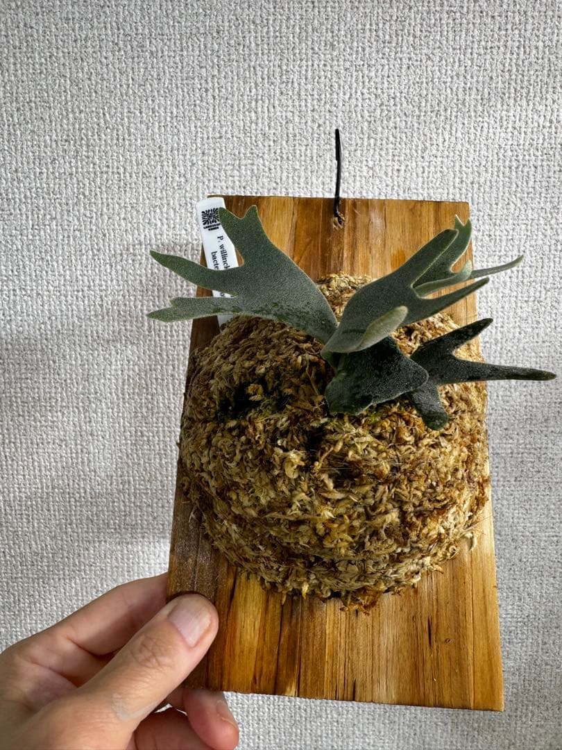 P. willinckii bacteria spore ビカクシダ　ラスト株