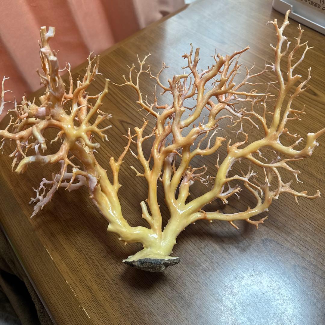 サンゴ　枝　桃色　置物