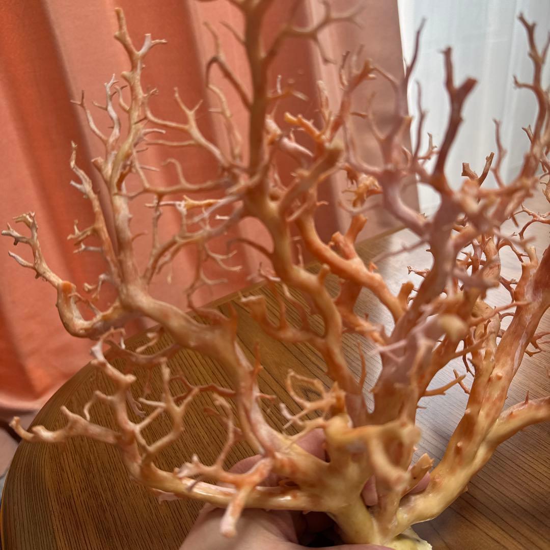 サンゴ　枝　桃色　置物