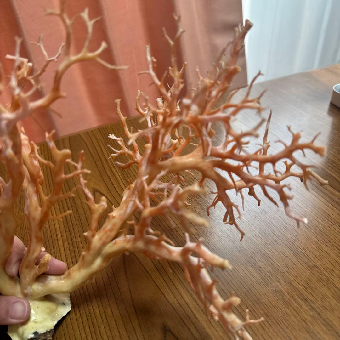 サンゴ　枝　桃色　置物