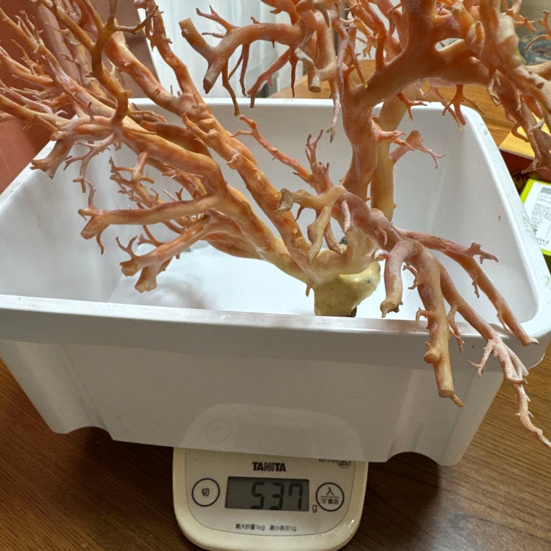 サンゴ　枝　桃色　置物