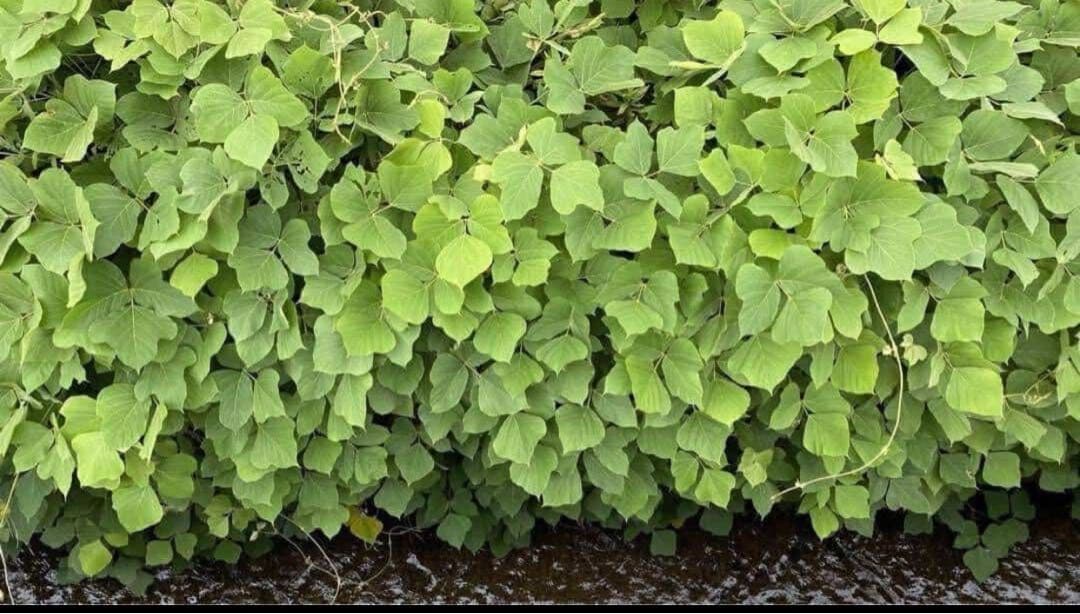 KUZU-77 葛糸*201g　くず糸　撚り糸　手編み・手織り用糸　ラオス産