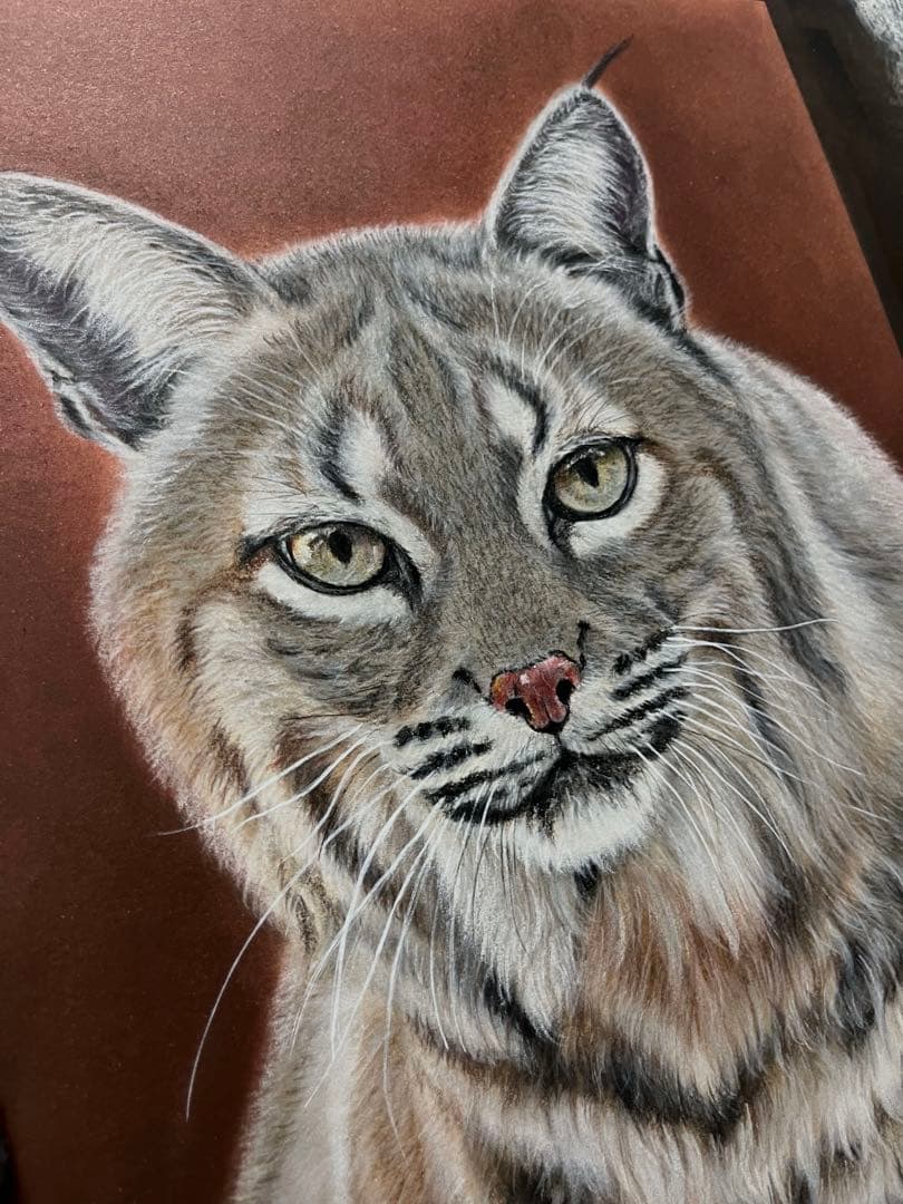ボブキャット　色鉛筆画