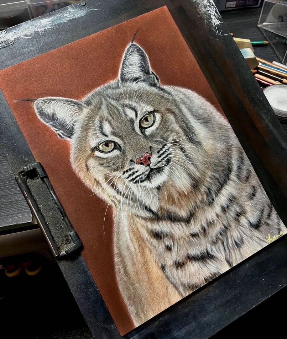 ボブキャット　色鉛筆画