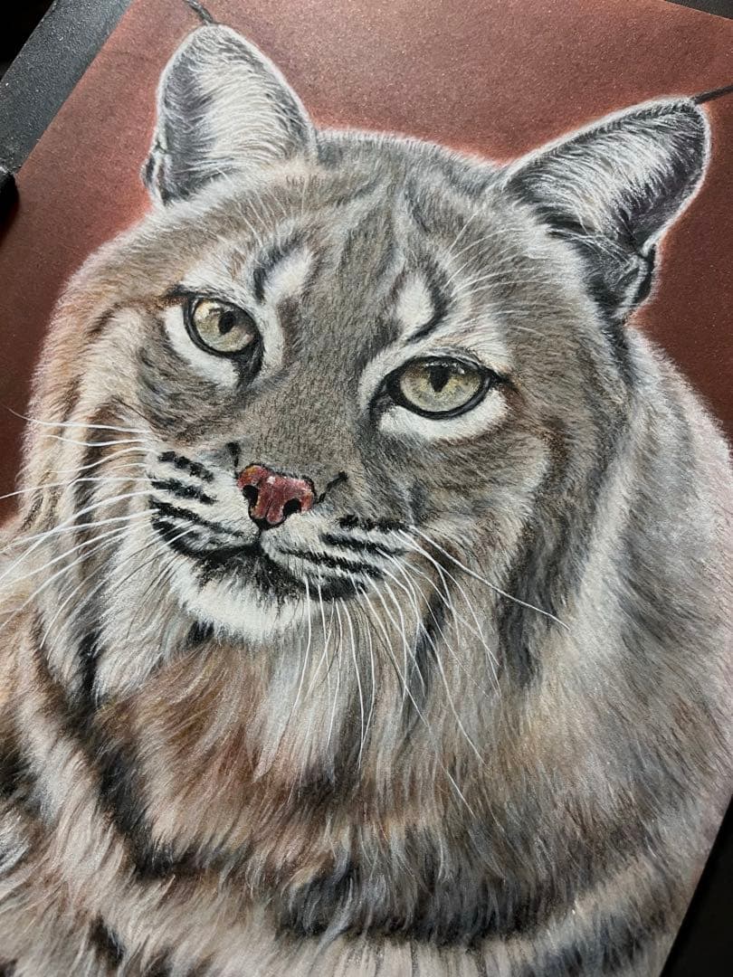 ボブキャット　色鉛筆画
