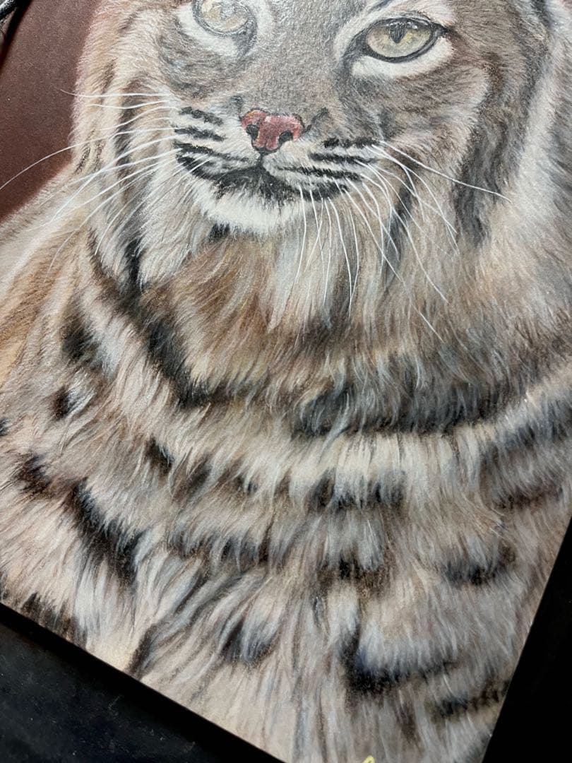 ボブキャット　色鉛筆画