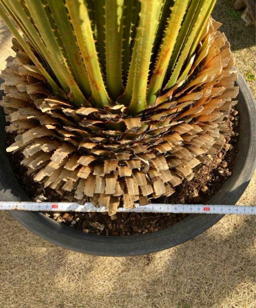 耐寒性ダシリリオン　ミキワネンシス大株◇南国ドライガーデン　アガベ ヤシ　ユッカ