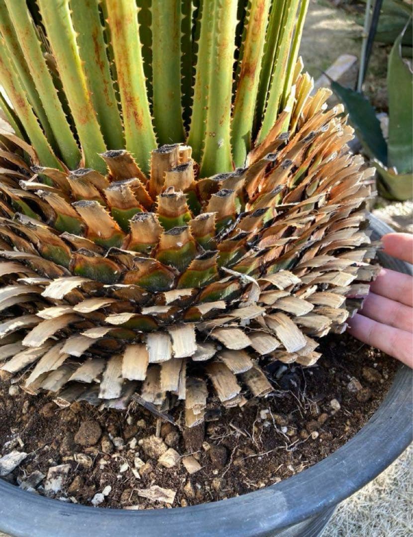 耐寒性ダシリリオン　ミキワネンシス大株◇南国ドライガーデン　アガベ ヤシ　ユッカ