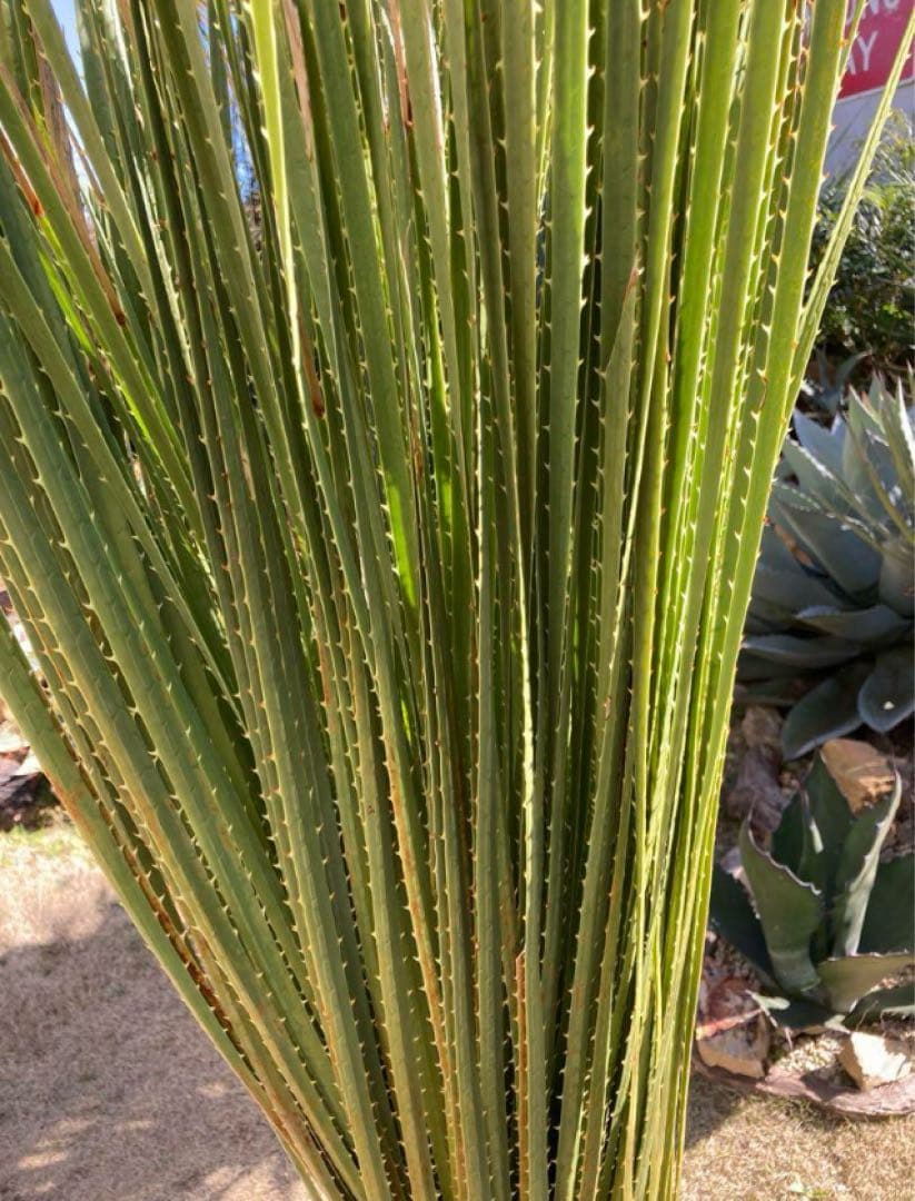 耐寒性ダシリリオン　ミキワネンシス大株◇南国ドライガーデン　アガベ ヤシ　ユッカ