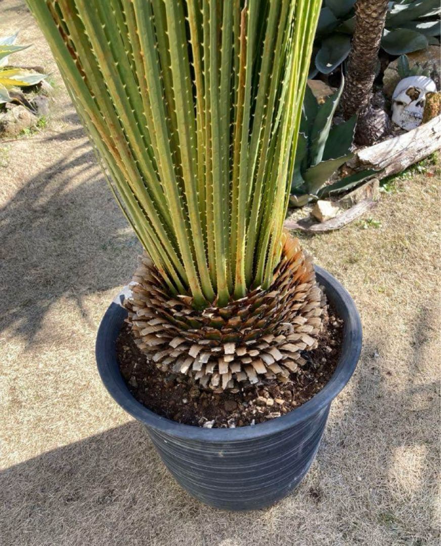 耐寒性ダシリリオン　ミキワネンシス大株◇南国ドライガーデン　アガベ ヤシ　ユッカ