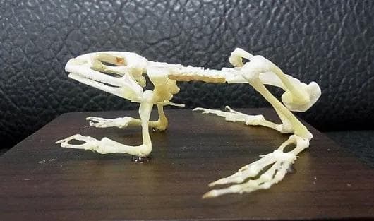 B級品　ヌマガエル（Cricket Frog）の骨格標本