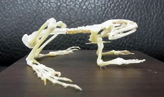 B級品　ヌマガエル（Cricket Frog）の骨格標本