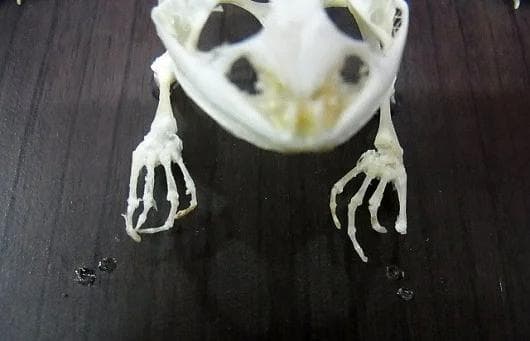 B級品　ヌマガエル（Cricket Frog）の骨格標本
