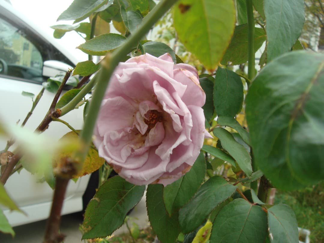 実写美⭕️良品【動作確認済】SONY Cyber-shot DSC-T30