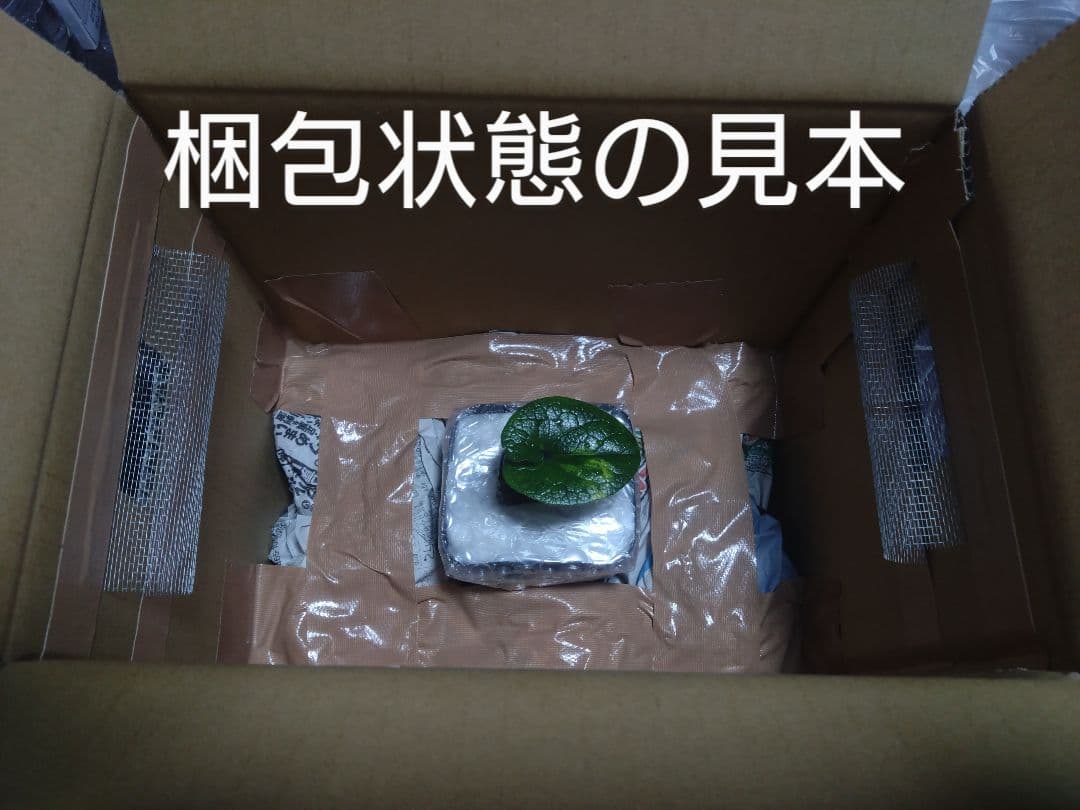 斑入り　カンアオイ　タマノカンアオイ　玉銀宝(たまぎんぽう)