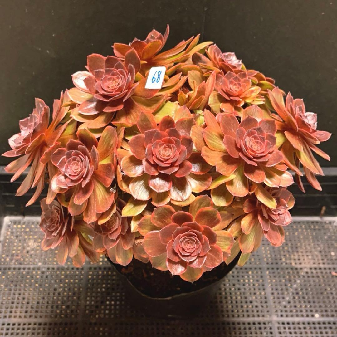 68#植物アエオニウム錦❤️石化ハロウィンブラック糸引き锦❤️15頭26cm拨き苗